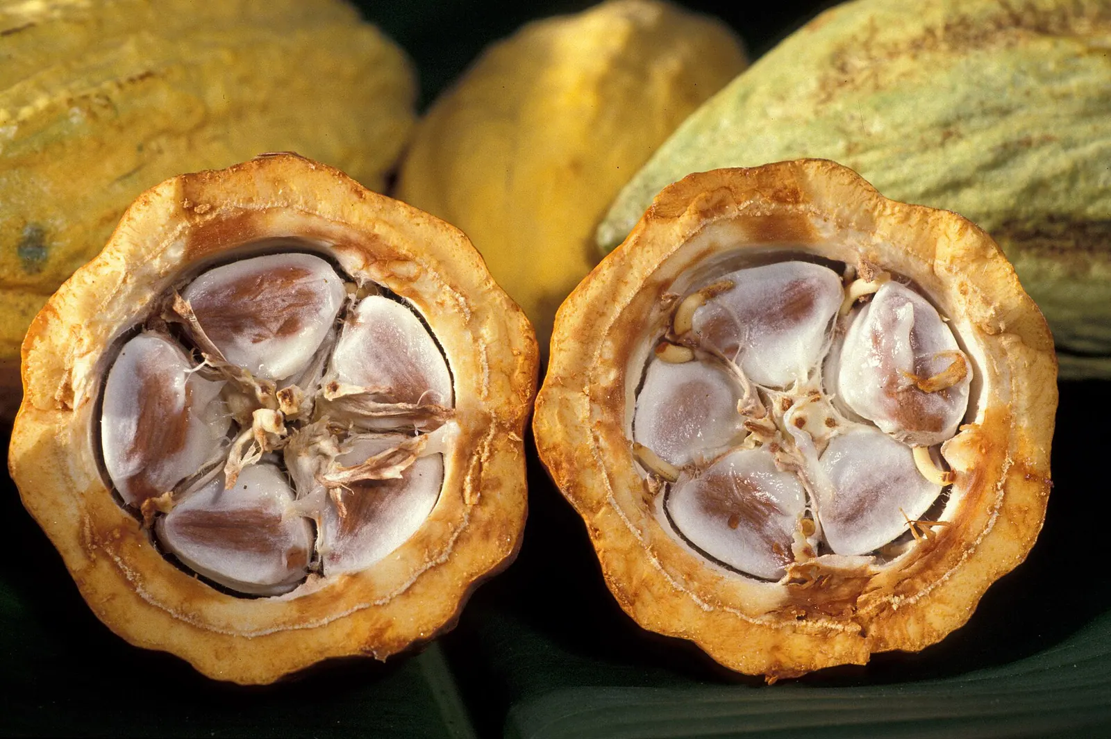 Mazorcas de cacao abiertas mostrando sus semillas