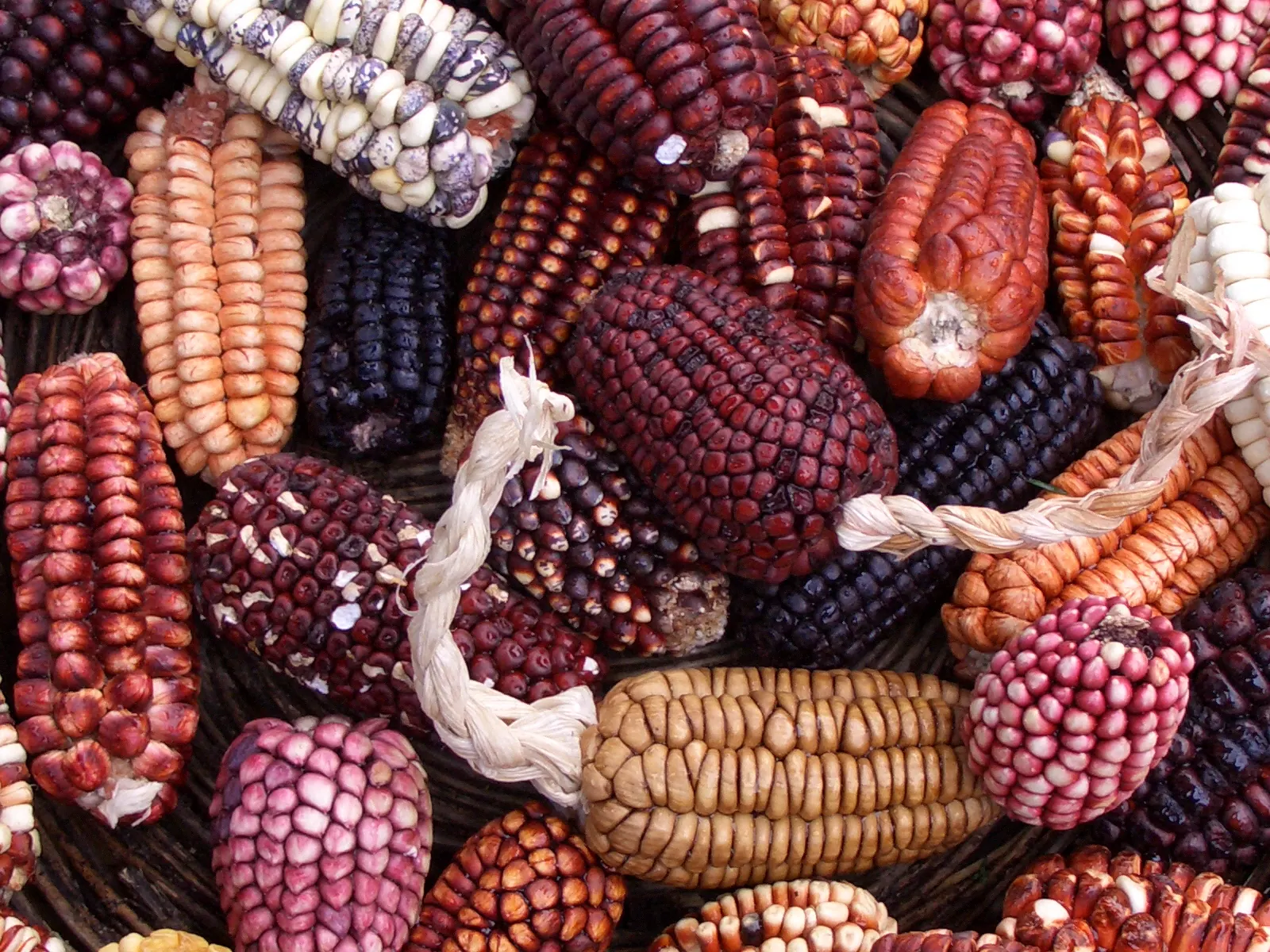 Mazorcas de maíz peruano de distintos colores
