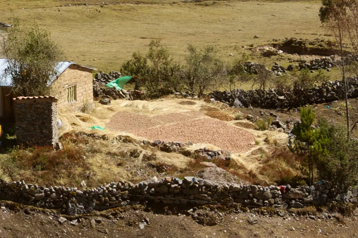 Papas secándose al sol en Lares, Cusco