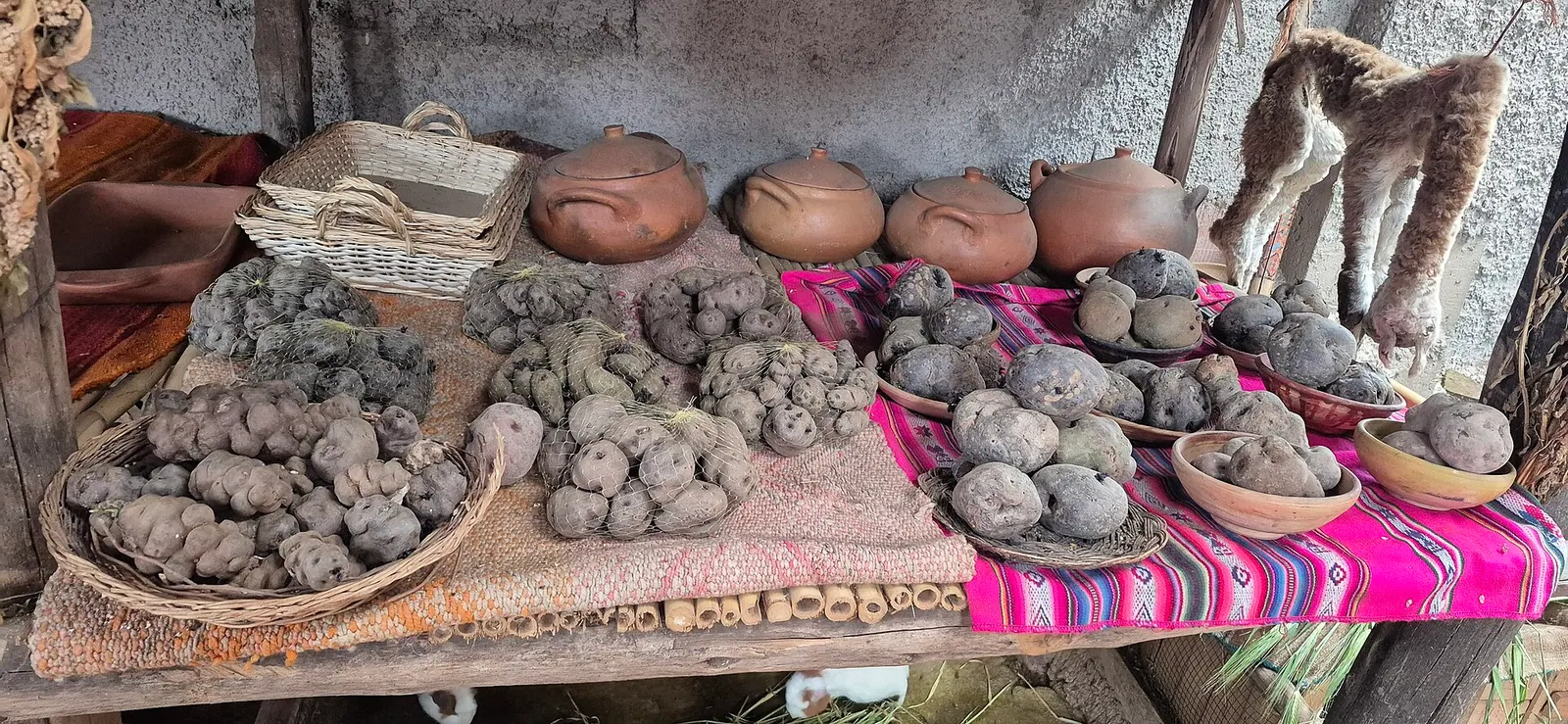 Papas nativas de distintas variedades en el Perú