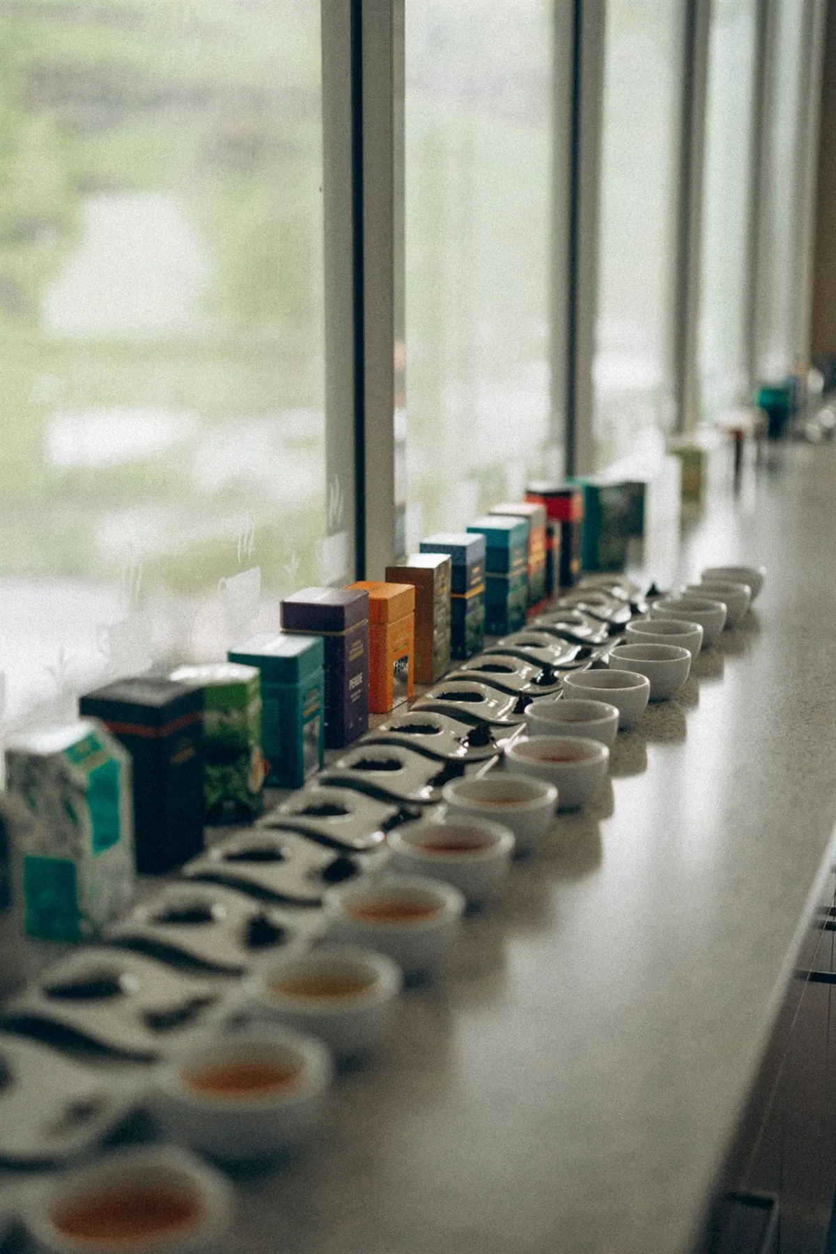 Tazas y cajas de té dispuestas en fila para una degustación