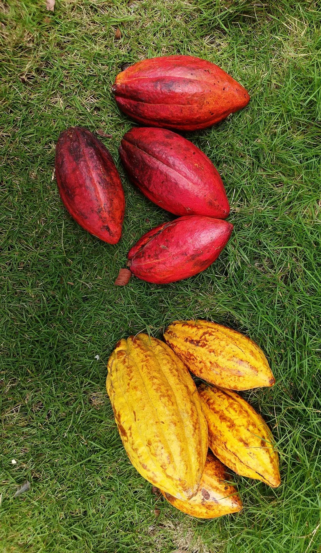 Vainas de cacao rojas y amarillas sobre el pasto